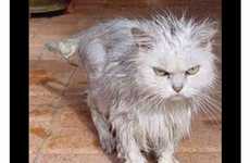86 Feline Fixations