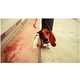 Dogboarding by Daniels Amazingly Merges Man's Best Friend and Boarding 10