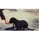 Dogboarding by Daniels Amazingly Merges Man's Best Friend and Boarding 3