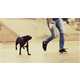 Dogboarding by Daniels Amazingly Merges Man's Best Friend and Boarding 5
