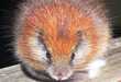 Resurfacing Rodents