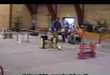 New Hipster Sport? Funny Jumping Rabbit Videos