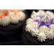 Drunken Delicacies - These Irish Car Bomb Cupcakes are Infused with Whiskey and Beer (GALLERY) 7