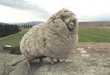 Shrek the sheep passes away