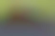 Tweeting Tortoises