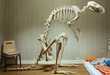 Sad Skeleton Photography