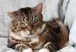 Online Pet Profiles 