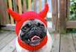 Devilish Pooch Caps