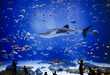 Enormous Aquatic Attractions