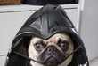 Pet Fashion
