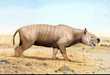 Animals, Which No One Has Ever Seen