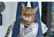 78 Crazy Cat Creations