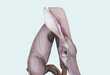 Amazing Animal-Inspired Alphabets