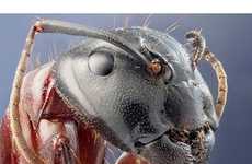 100 Intriguing Insect Innovations
