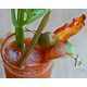 Spicy Swine Cocktails - The Bacon Bloody Mary Would Make for an Extra Great Happy Hour (GALLERY) 1