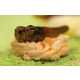 Creepy Critter Pastries - The University of Wageningen Insect Cupcake Party is Seriously Gross (GALLERY) 7