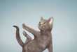 Funny Feline Fitness Moves