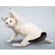 Funny Feline Fitness Moves - Cat Yoga by Daniel Borris Turns Cute Cats into Gym Rats (GALLERY) 2