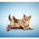 Funny Feline Fitness Moves - Cat Yoga by Daniel Borris Turns Cute Cats into Gym Rats (GALLERY) 5