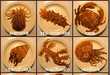 Playful Pancake Designs