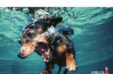 75 Distressed Dog Finds