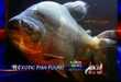 Frightening Fish Phobias