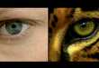 Species Interconnectivity Videos