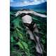 Iconic collage inlays - Dessi Terzieva's art is a contemporary visual mashup (GALLERY) 1