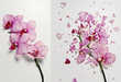 Fractal Flower Photos