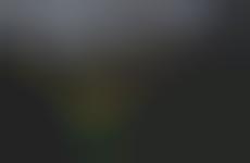 Illuminated Forest Captures
