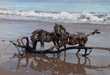 Horses From Driftwood