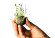 Seedbombs Give Jobs to Homeless in L.A.