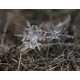 Microscopic Snowflake Pictures - Andrew Osokin Captures Nature's Fine Details (GALLERY) 4