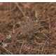 Microscopic Snowflake Pictures - Andrew Osokin Captures Nature's Fine Details (GALLERY) 5