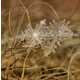 Microscopic Snowflake Pictures - Andrew Osokin Captures Nature's Fine Details (GALLERY) 6