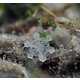 Microscopic Snowflake Pictures - Andrew Osokin Captures Nature's Fine Details (GALLERY) 7