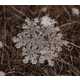 Microscopic Snowflake Pictures - Andrew Osokin Captures Nature's Fine Details (GALLERY) 8
