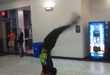 High-Flying Street Acrobatics