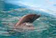 Dolphin Stampedes