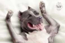40 Fantastic Petvertising Campaigns