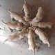 An Adorable Group of Scottish Terriers Rotate Around Milk Bowl