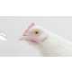 Fujifilm Analogizes Chicken’s Head Stability for the X-S1 C 3