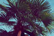 Languid Miami Vacations