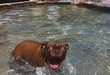 Intensely Excited Canine Photography