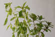 Living Desk Top Planters