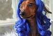 Wig Wearing Pets 
