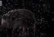 Lagging Critter Videos -Animals Getting Wet are Showcased in Slow Motion Video