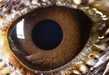Insane Iris Photoshoots