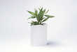 Literary Plant Holders