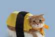 Nigiri Feline Fads